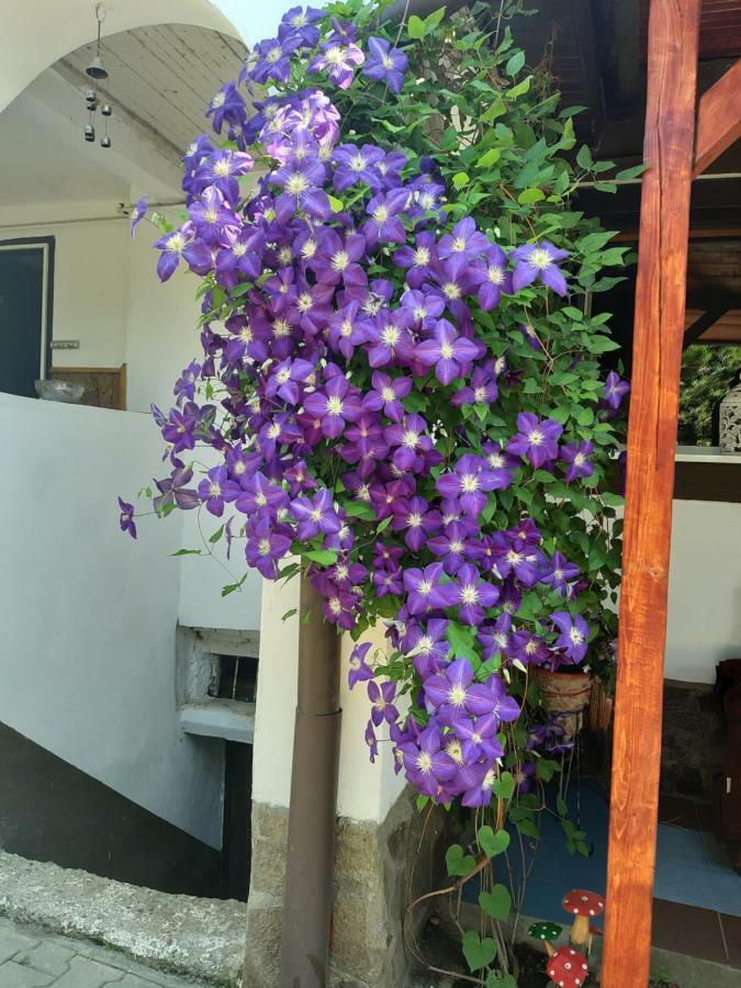 Legenda Anotimpurilor Villa Alma ภายนอก รูปภาพ